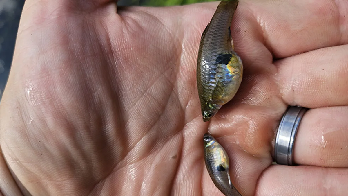 Hawaii’s 1905 mosquitofish import now linked to native species decline