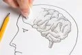 Descubren cómo una variante genética vinculada al Alzheimer daña el aislamiento de las neuronas