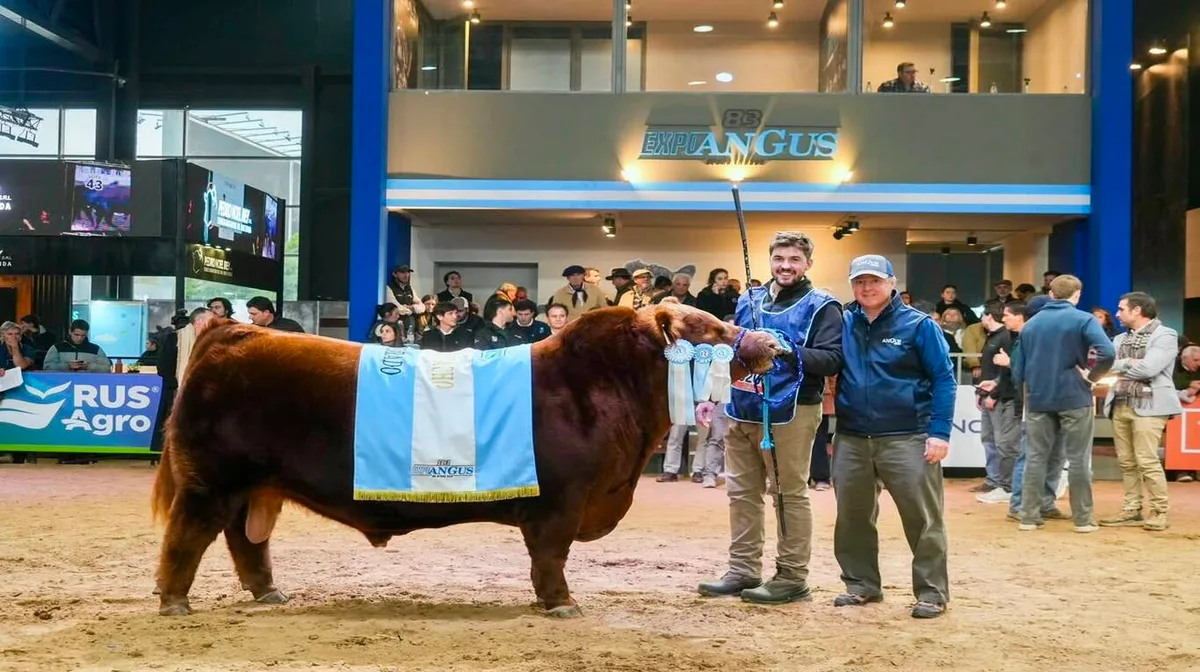 Remate récord: pagaron $300 millones por la mitad de un toro de la raza Angus