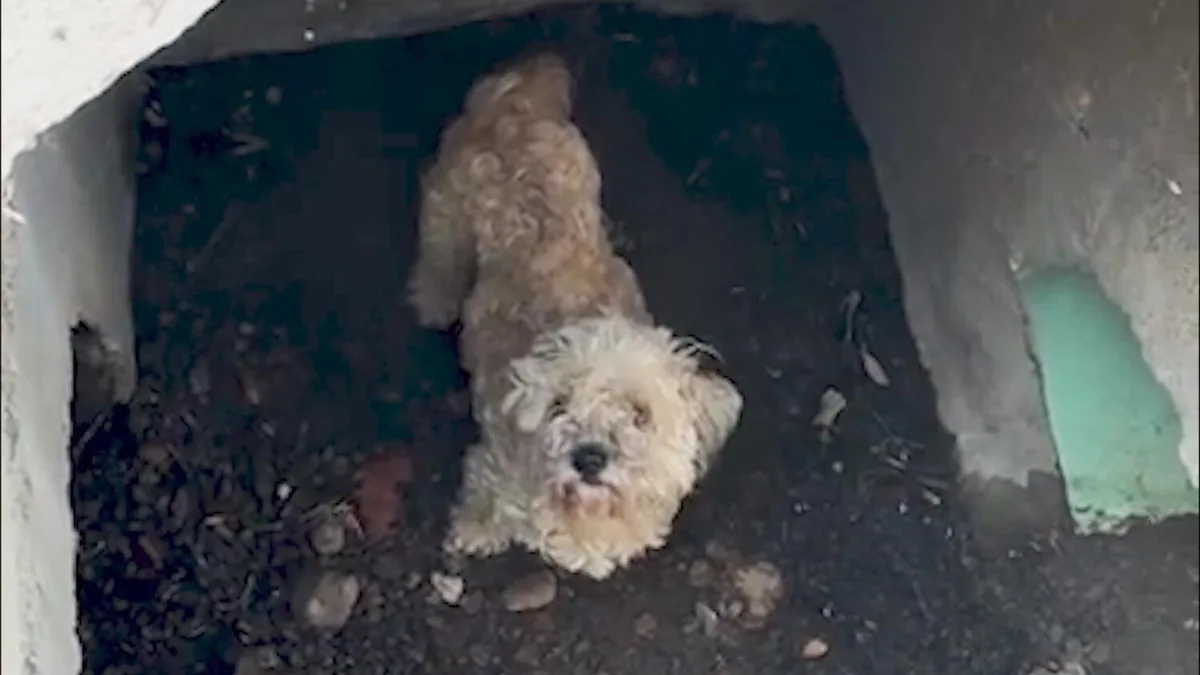 Teddy the poodle, missing for a month, is pulled from drain in video. Owner gets surprise reunion