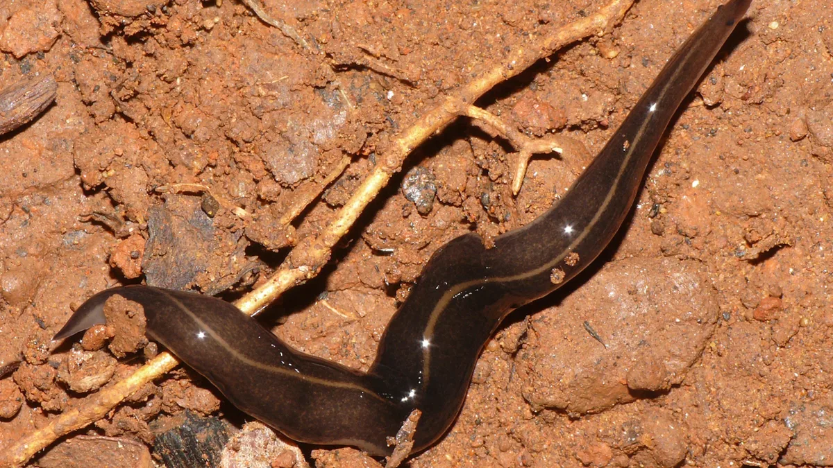 In the 1990s, a predatory flatworm was released in Samoa to control giant African snails