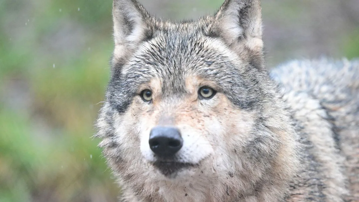Wildtiere: Erneut Wolf im Hamburger Westen unterwegs