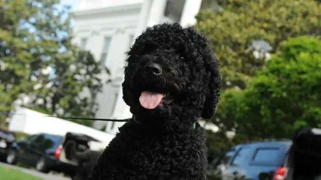 Morreu Sunny, cão de água português dos Obama: "Sentiremos a falta"