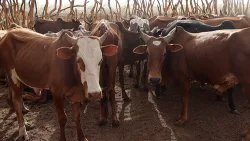 Namibia reports foot-and-mouth disease in second region