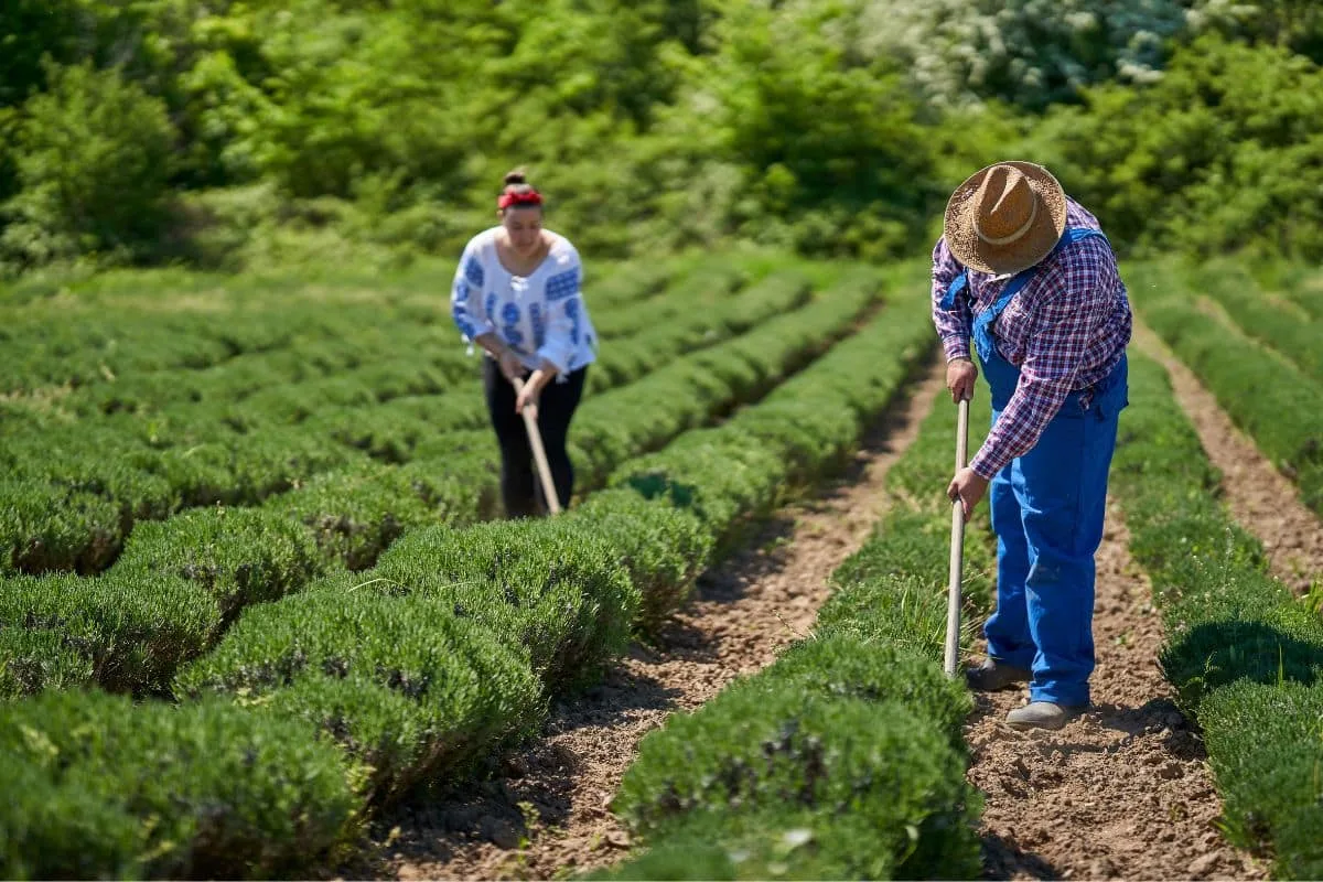 Agricultura familiar: programa federal beneficia 140 mil agricultores entre 2023 e 2026