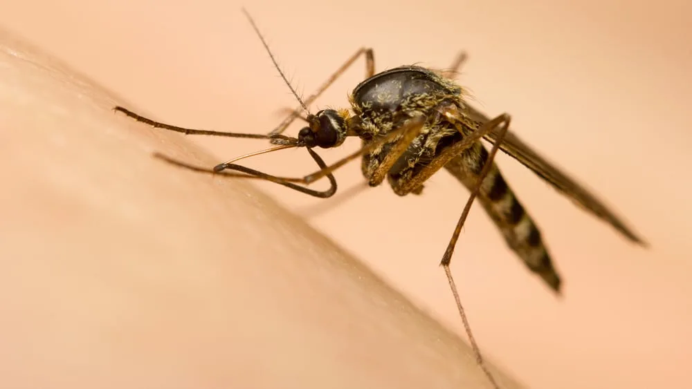 Were mosquitos bugging you more than usual this summer? Blame the rain