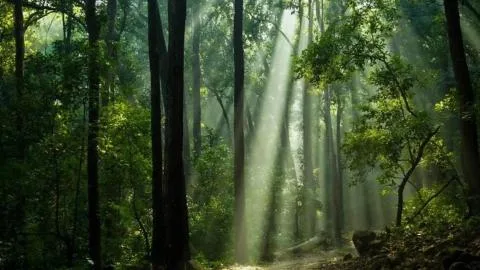 El oro, la selva y el poder: el bolsonarismo abre otra batalla por la Amazonia
