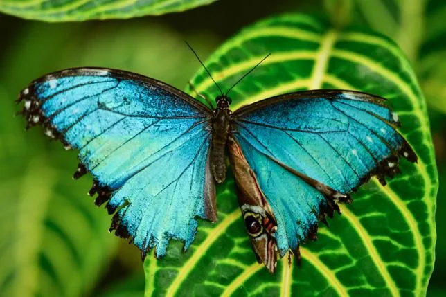 En Amérique latine, la chaleur menace le bleu emblématique des papillons Morpho