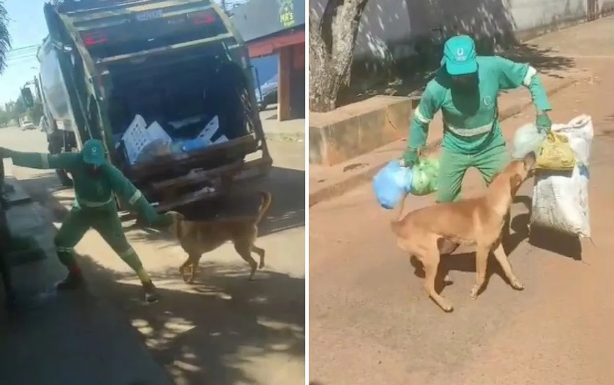 Cachorro caramelo diverte ao brincar com coletor de lixo e atrapalhar o trabalho; vídeo