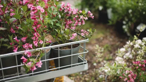 Ni hortensia ni girasol: esta es la planta ideal para septiembre que llenarÃ¡ tu balcÃ³n de flores y crece en maceta