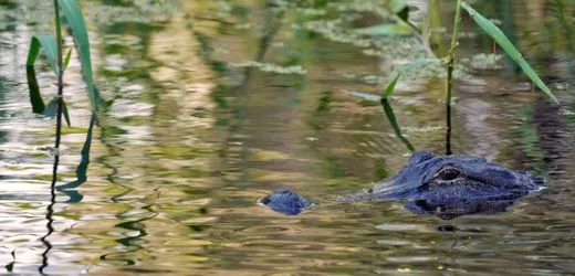Florida: Alligator greift Mann in Winter Garden an und verletzt ihn tödlich