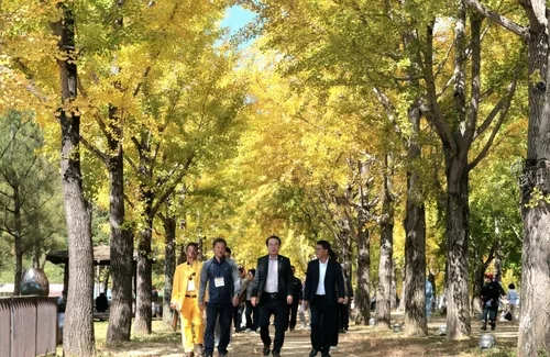 괴산 문광저수지 일원서 내달 15일까지 은행나무축제