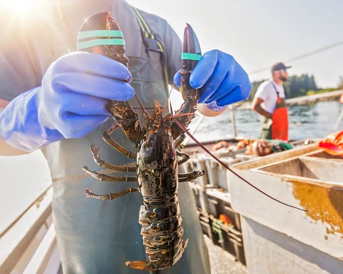 Lobsters and acidic seas: can shellfish help neutralise one of the greatest threats to the ocean?