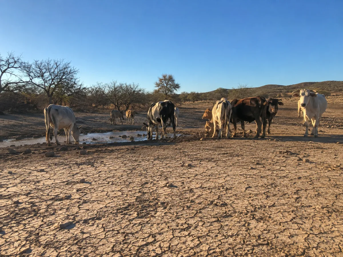 El Niño amenaza con encarecer precios de alimentos en México hasta 2027, advierte S&P Global