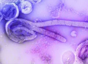 Quênia confirma quatro novos casos de Ebola, elevando número total para sete