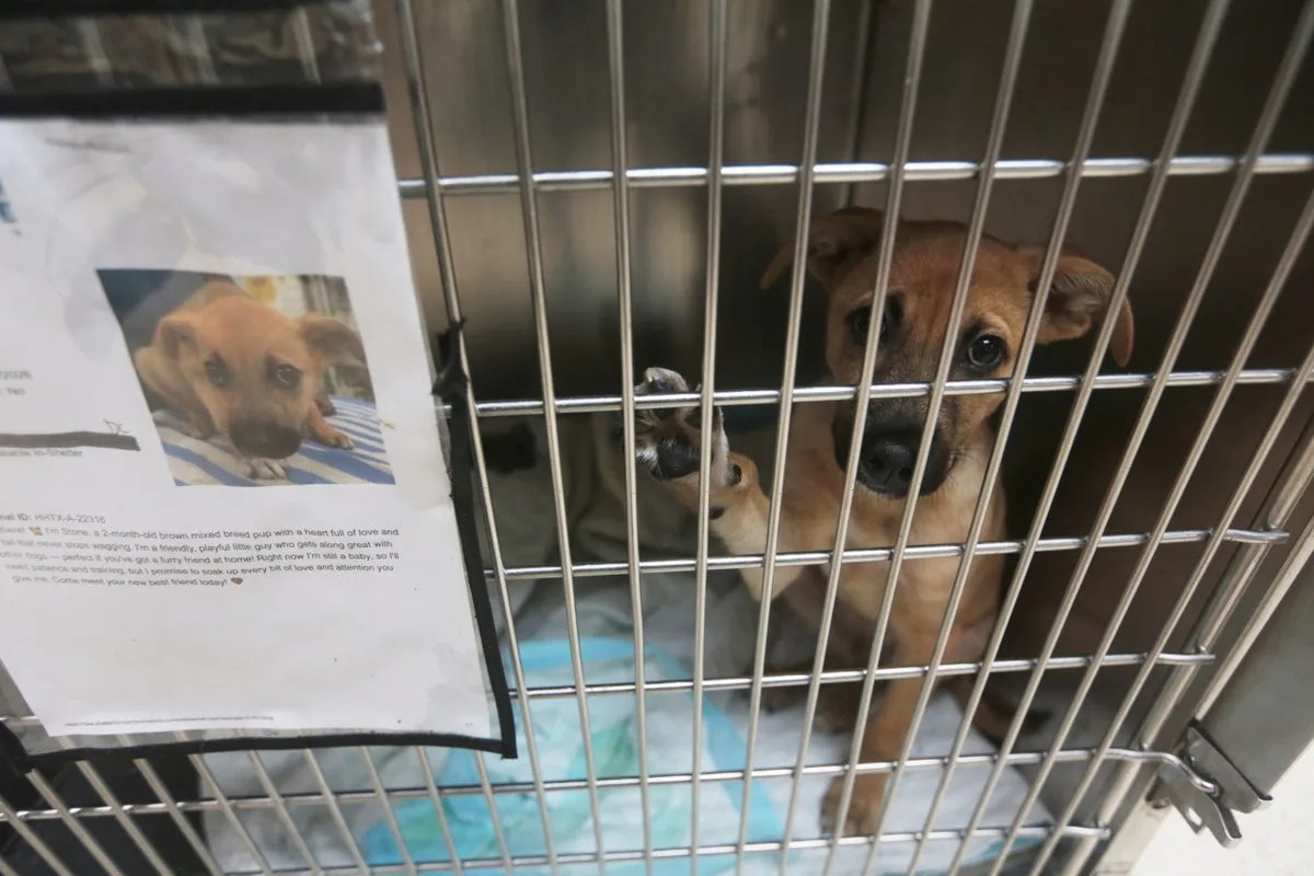Texas dogs and cats face euthanasia as flesh-eating parasite halts adoptions