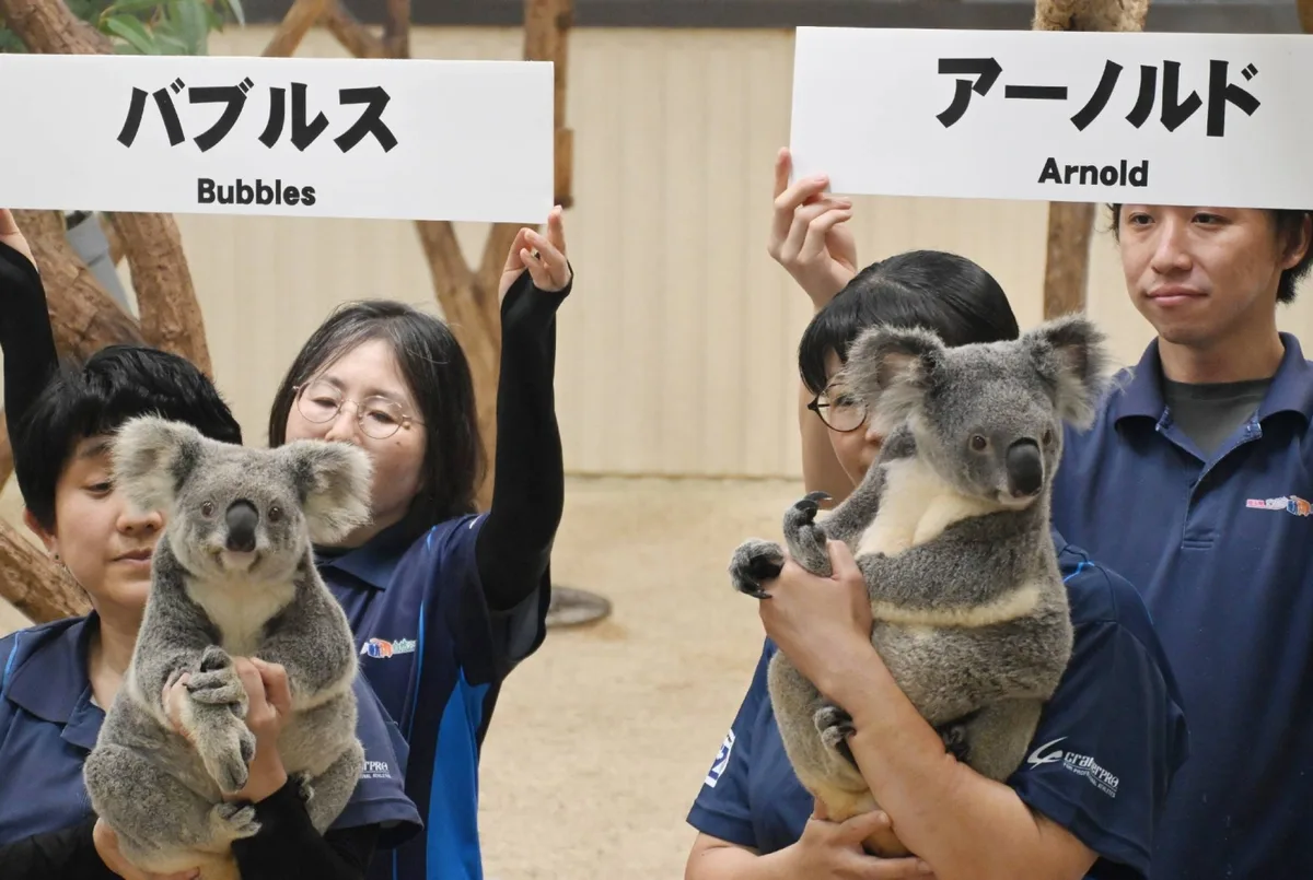 Two koalas debut at Saitama zoo, marking first arrivals from Australia in a decade
