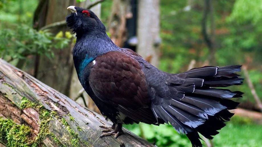 Réintroduction du grand tétras dans les Vosges : le ministère de l'Écologie prévoit d'abandonner le programme d'ici 2029