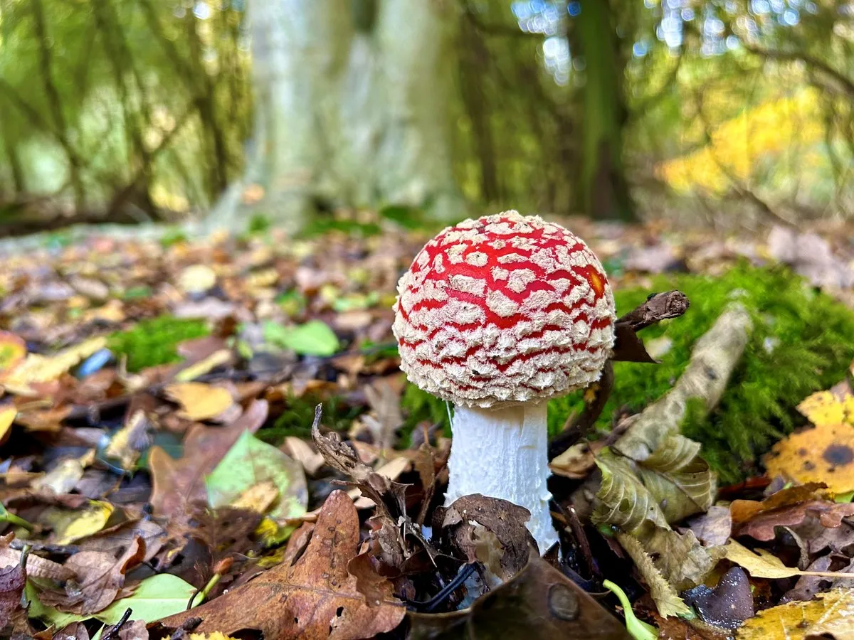 'Click, don't pick': Influencers urged to leave mushrooms in Epping Forest alone