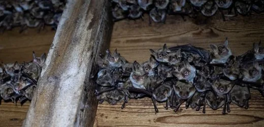 Günzburg: 30 Fledermäuse nisten sich während Urlaub in Wohnung ein
