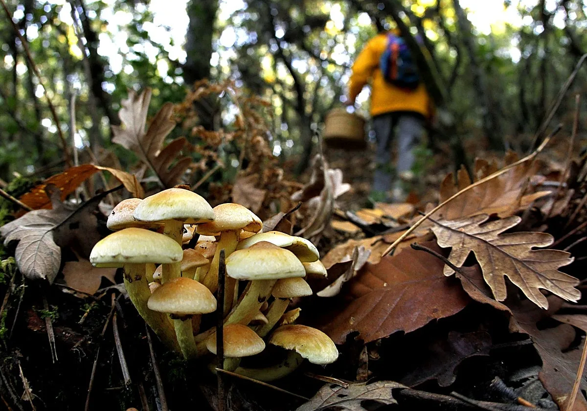 Las primeras lluvias de otoño auguran una «mejor» campaña micológica que en 2025