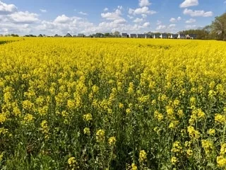 Le colza français pourra-t-il concurrencer le soja brésilien ?