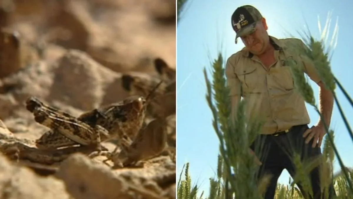 Locust plague threatens Riverland’s best season in decades as South Australian farmers plead for help