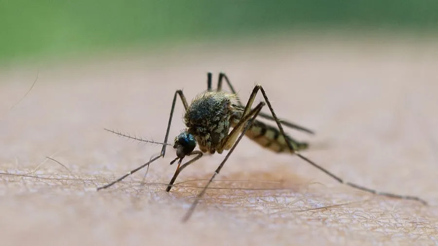 Gesundheit: West-Nil-Virus im Land: Das muss man jetzt wissen