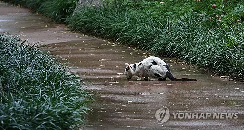 [반려동물] 길고양이 갈등 속 공존 해법 찾는다…의료지원·돌봄교육 확대
