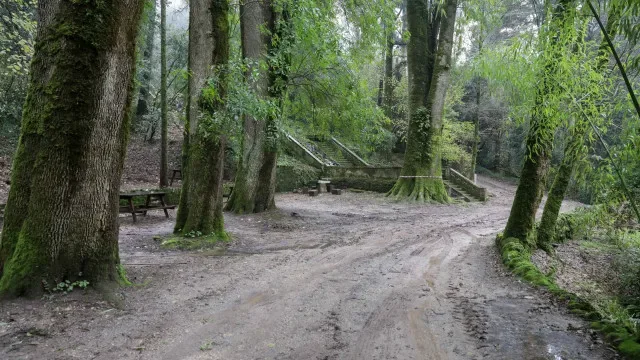 Bussaco vai coordenar projeto internacional sobre florestas terapêuticas
