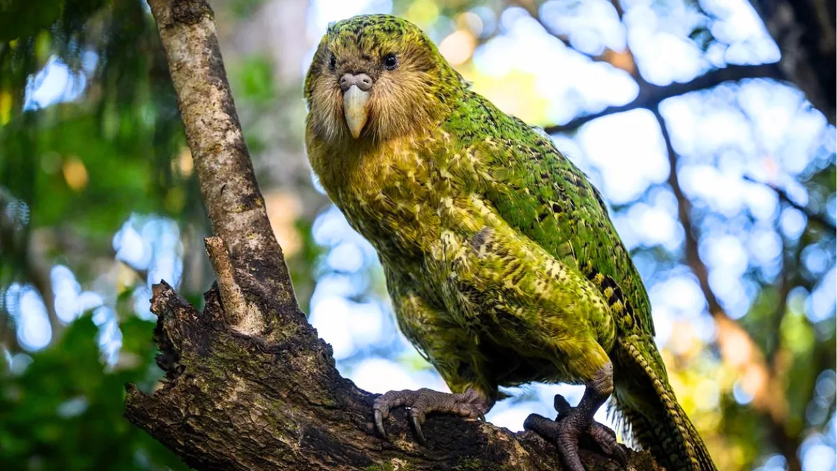New Zealand’s heaviest parrot surges from 51 to 325 after decades of conservation