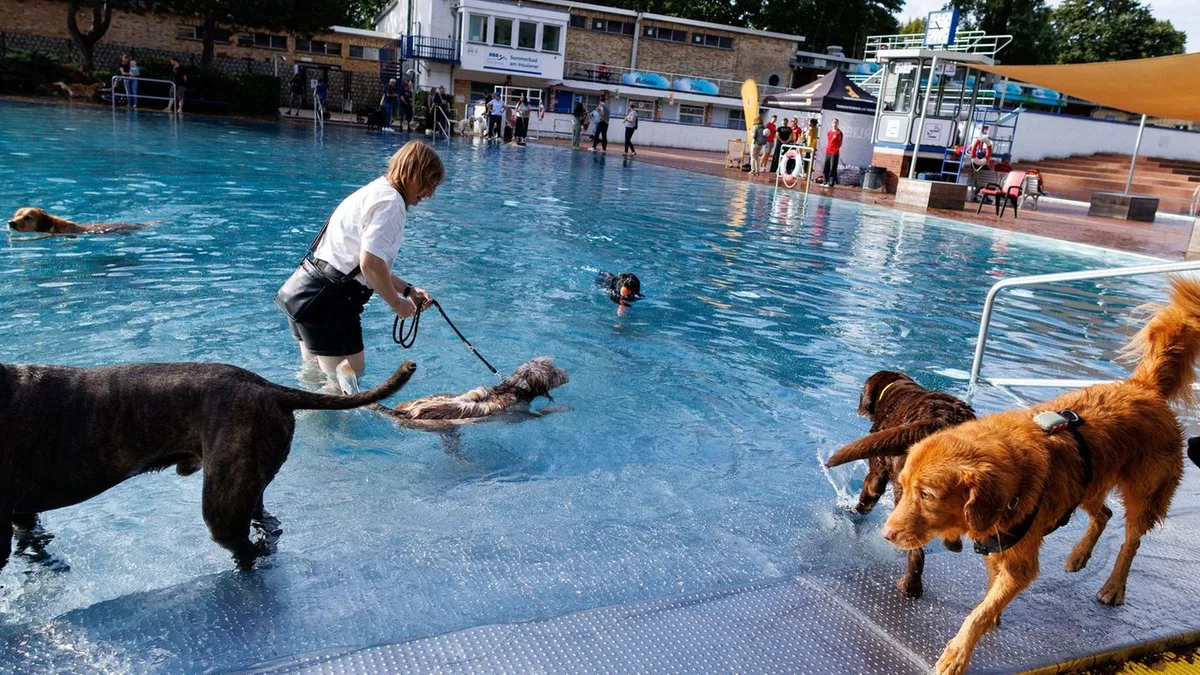 Hundeschwimmen: Freibäder öffnen Becken für Hunde zum Saisonende