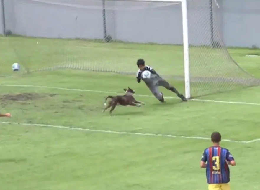 Cachorro invade campo e quase faz gol pelo Vasco em jogo da base; veja lance