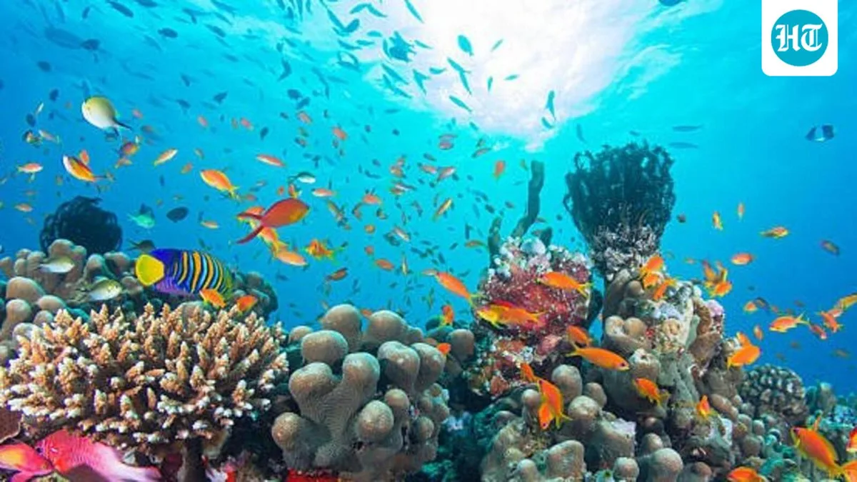 Overall coral reef cover down by 9.5% in 2020-2024: Study
