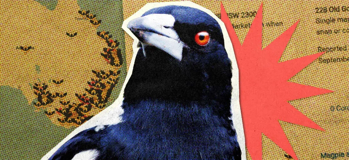 'Still gets the heart going': What I learned from over 50,00 Australian Magpie swoopings