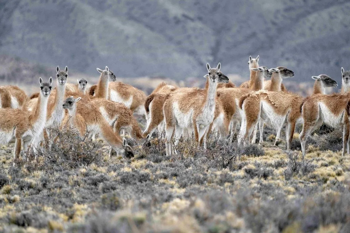 Polémica en una provincia: una legisladora quiere prohibir la caza de guanacos para que no se coma su carne
