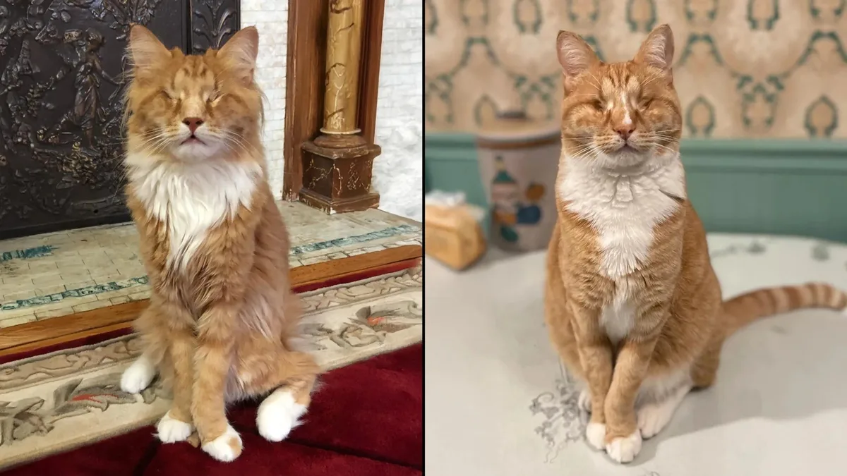 Síndrome rara em humanos é identificada em gatos pela primeira vez