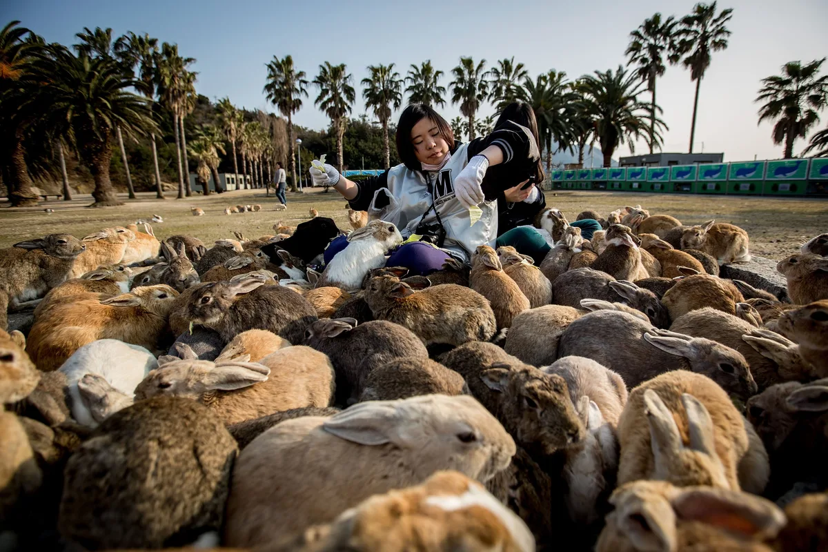 Japan’s ‘rabbit island’ has become symbolic of the overtourism plaguing the country
