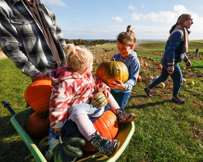 Oh my gourd! Pumpkin season is in session – St Abbs in pictures