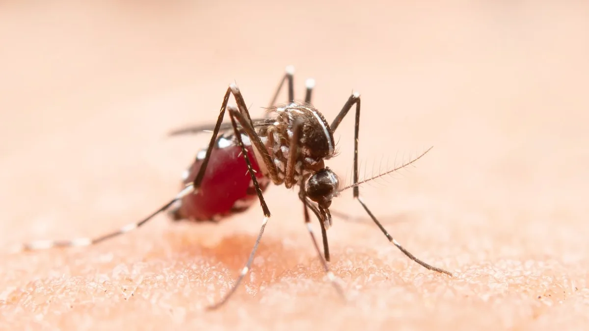Delhi Logs 272 Dengue Cases This Year, No Deaths Reported