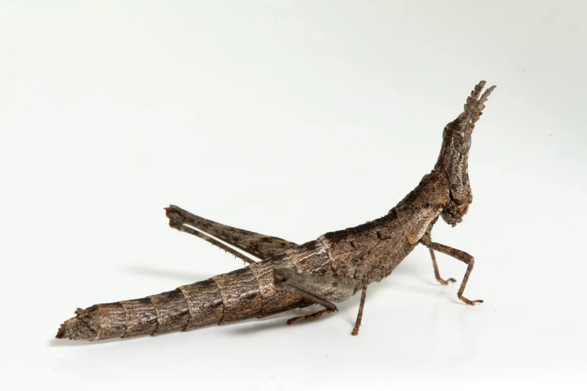 Conservation parks don’t have to be vast – as one tiny grasshopper reminds us