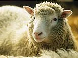Revealed: The surprising reason why scientists named Dolly the Sheep after Dolly Parton