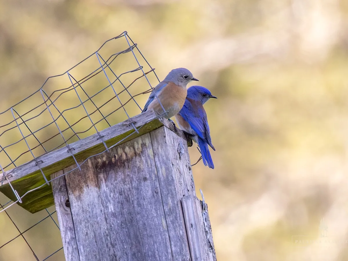 Bluebirds Went Extinct on Vancouver Island. Now They’re Back