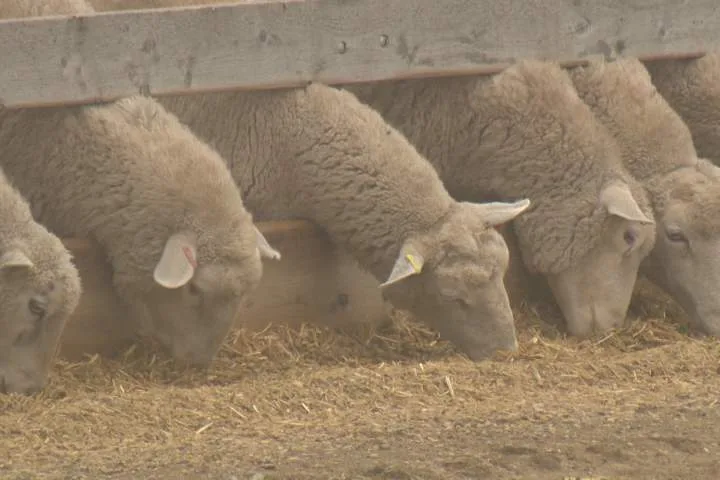 Behind the business of Saskatchewan sheep farming
