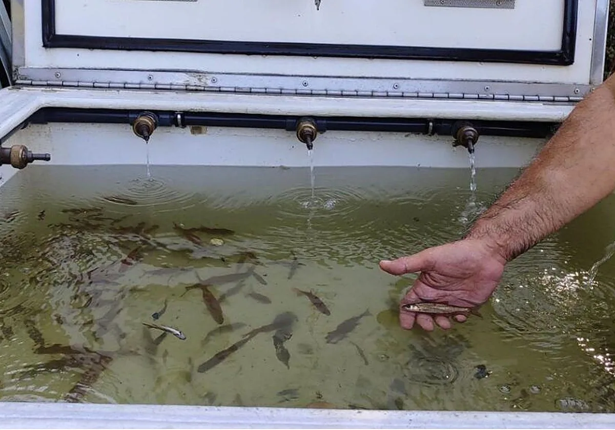 Medio millar de peces evacuados de un río de Pontevedra por la sequía extrema