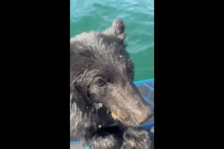 B.C. family rescues exhausted baby bear swimming in Okanagan Lake