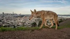 Pictured: Winning entries for Wildlife Photographer of the Year 2026