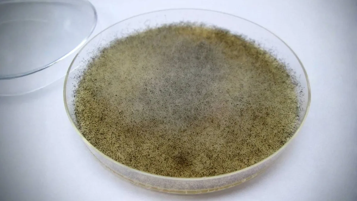 China analiza la microbiota humana y encuentra un hongo capaz de mitigar los estragos de la radiación