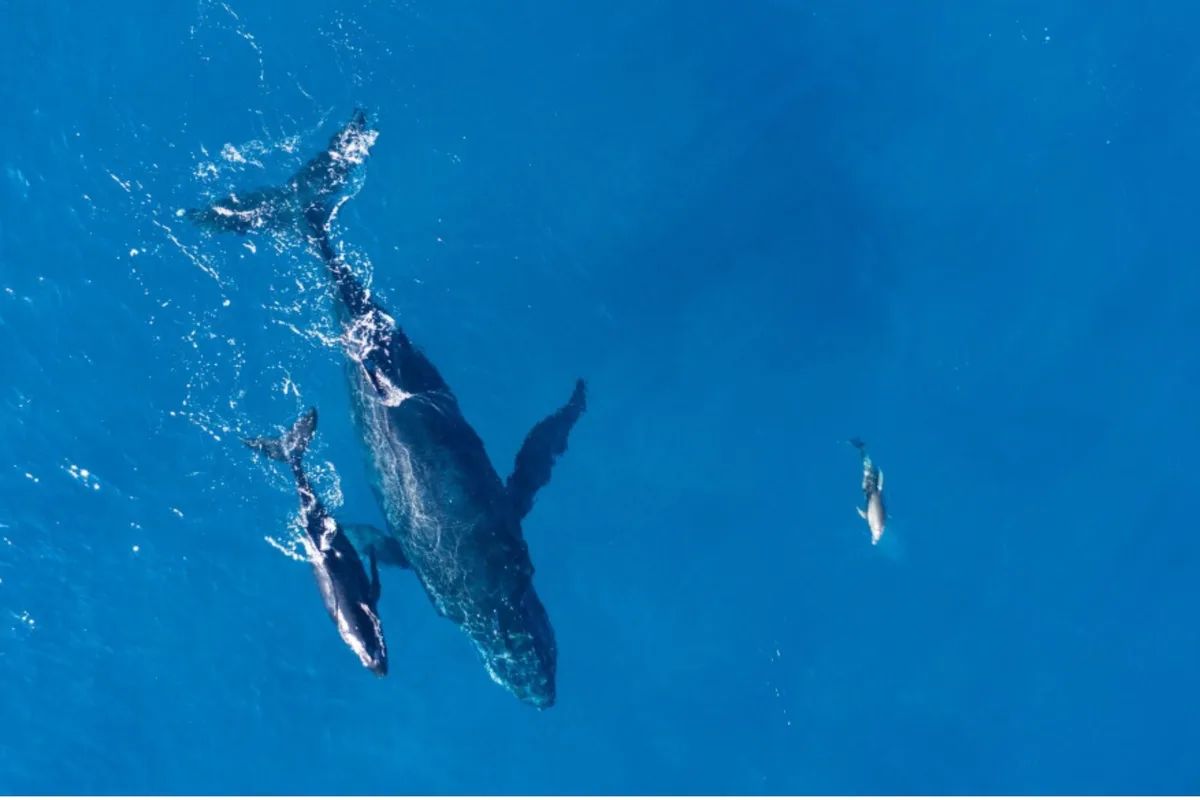 Orcas y delfines cruzaron un límite evolutivo y ya no pueden volver a vivir en tierra firme, según un estudio