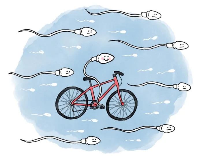 Is it true that … cycling affects fertility?
